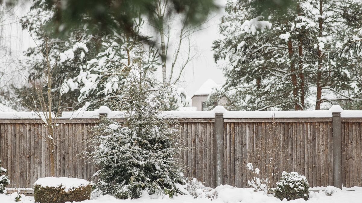 A tall wood privacy fence along the back of a snow-covered yard, with young evergreens in front of it